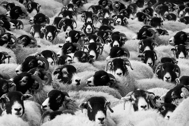 sheep stampede