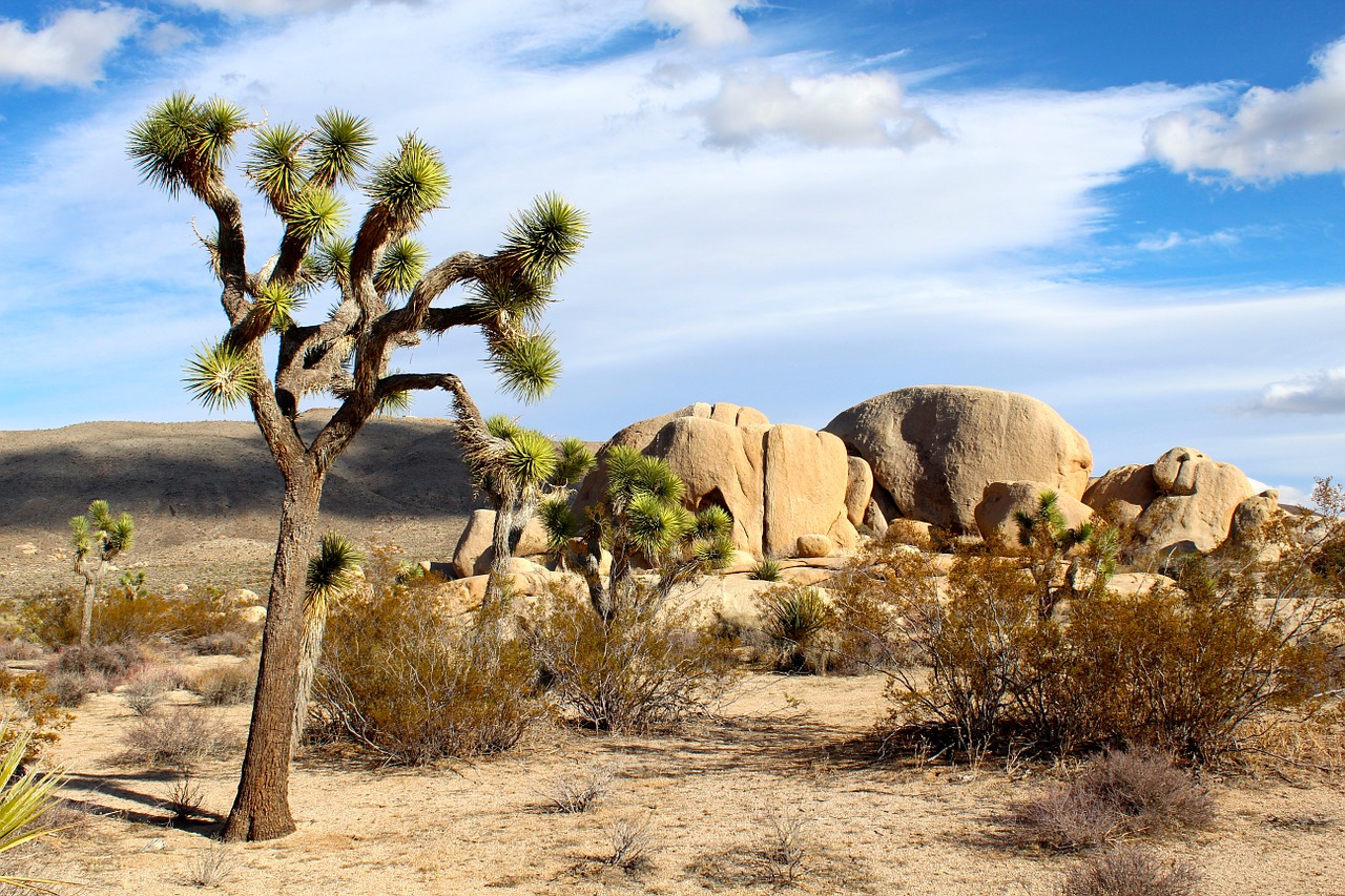 5 Reasons Why Palm Springs Is The Best