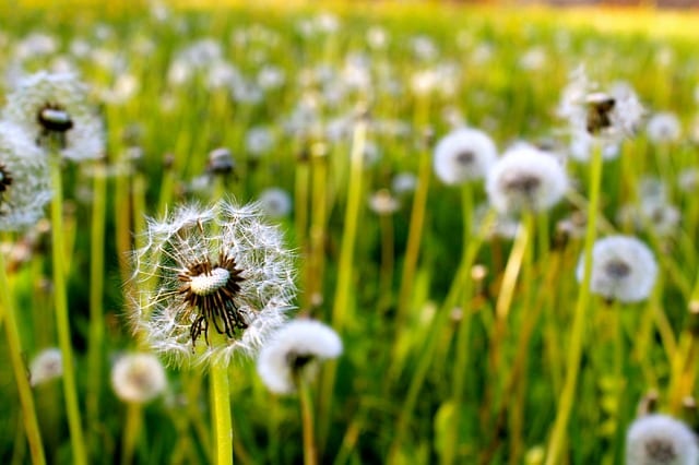 dandelions