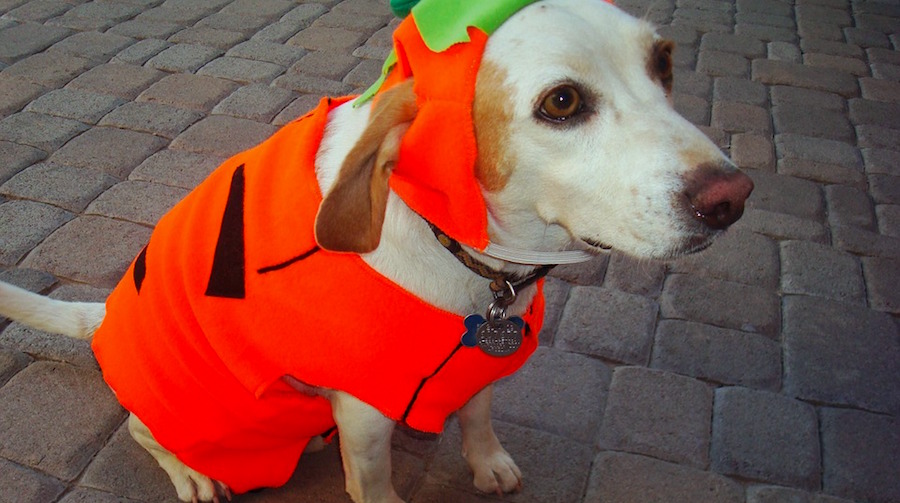 5 Adorable Halloween Costumes for Your Dogs, Cats and Hamsters
