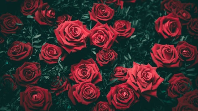 The Best Time to Order Valentine’s Day Flowers: As Soon As Possible