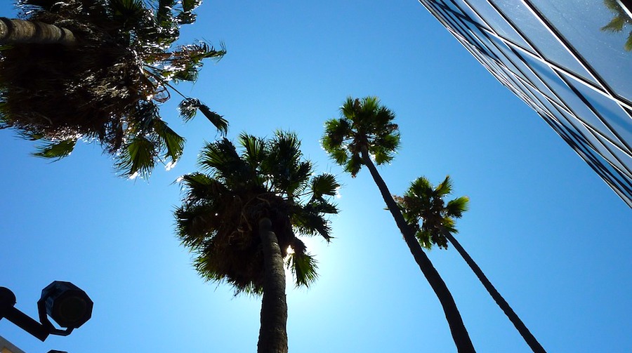 palm trees