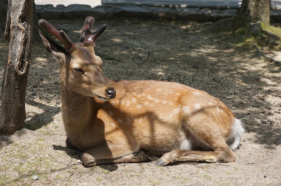 japan deer