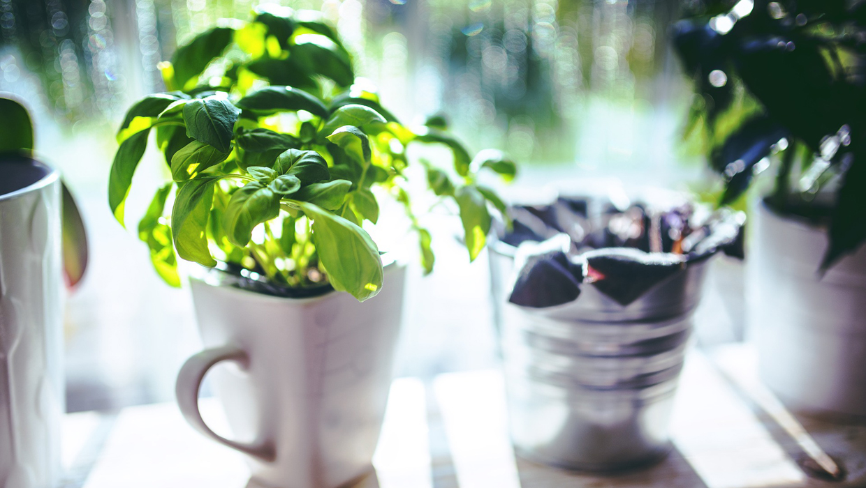 Is It Cost-Effective to Grow Your Own Herbs?