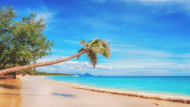 palm tree on a beach