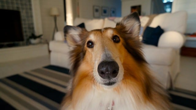 How Much Do Pets Really Cost? The Answer May Surprise You.