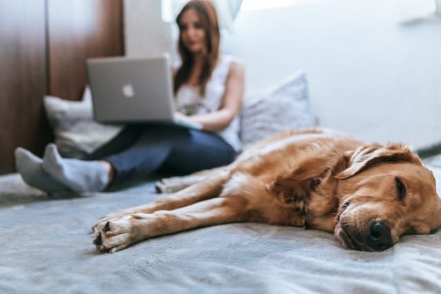 Frauen, die mit ihrem Hund nach billigen Apfelprodukten suchen