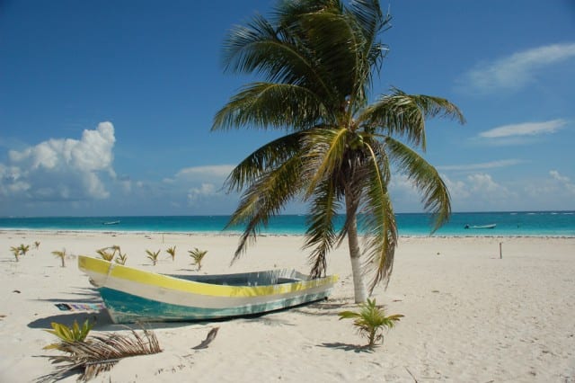 Palm tree on a Jamacian beach