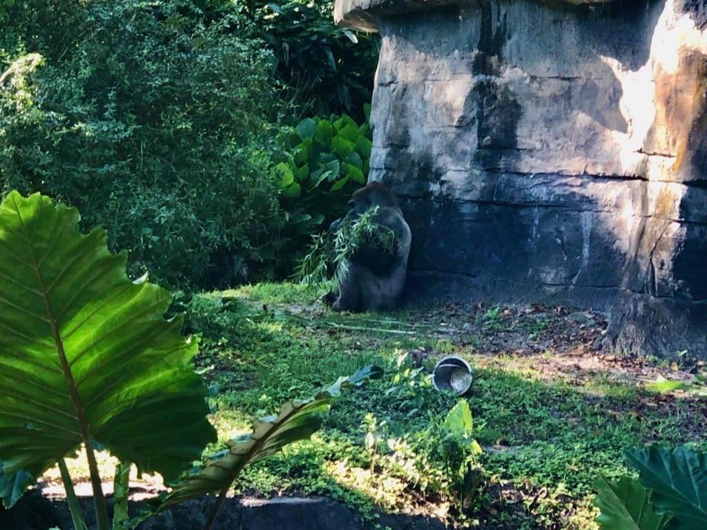 Animals were very active on the day of my visit.