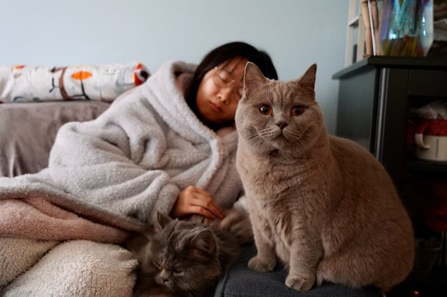 woman under blanket with cats