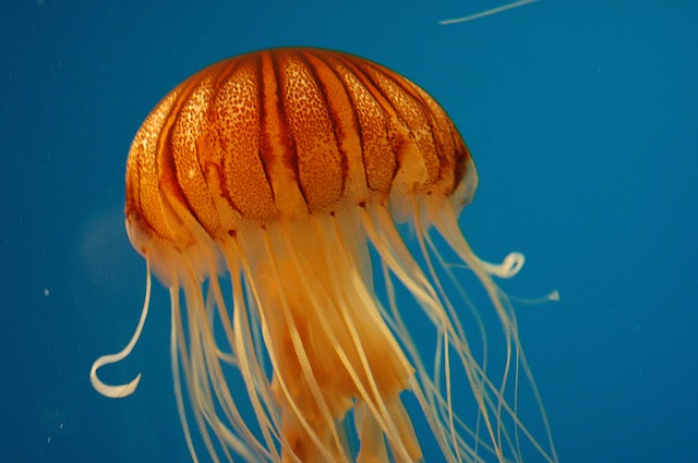 halloween jellyfish