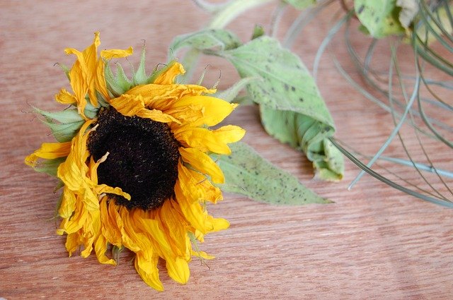 wilted sunflower