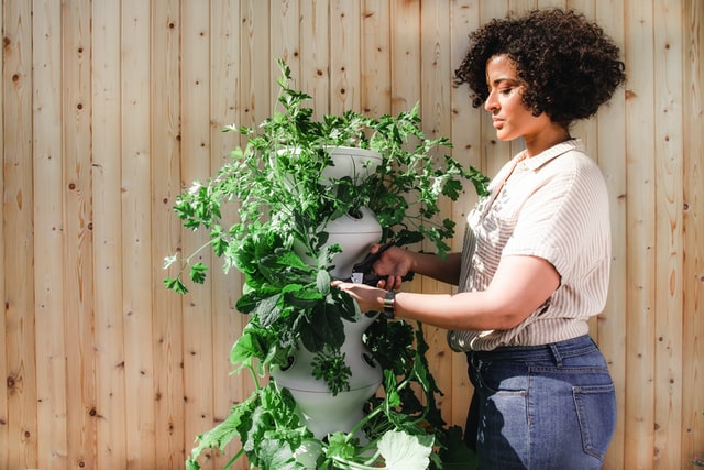 woman pruning plants and herbs