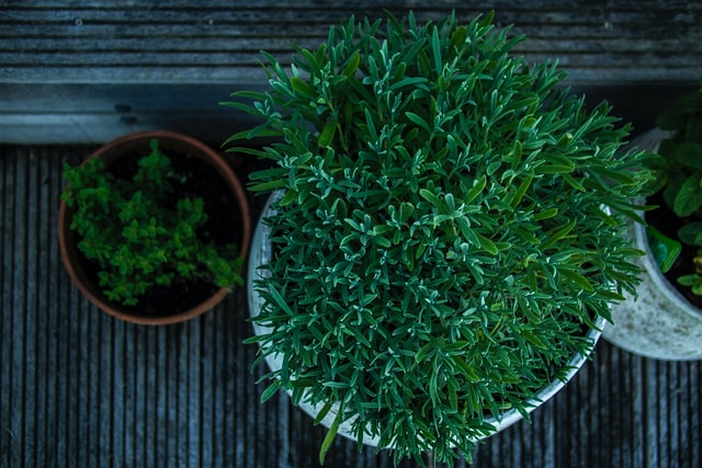 potted plants overhead view